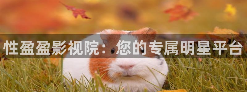 金牌影视免费官网：性盈盈影视院：您的专属明星平台